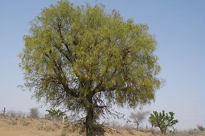 Shami Tree - Prosopis cineraria
