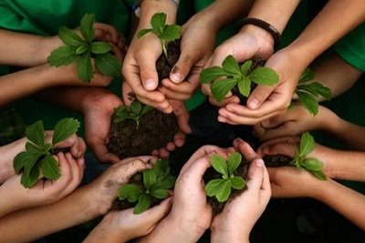 Planting Saplings on Environment Day