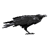 Crow