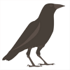 Crow