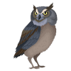 Owl