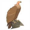 Vulture