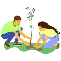 Tree Plantation