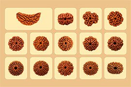 Rudraksha
