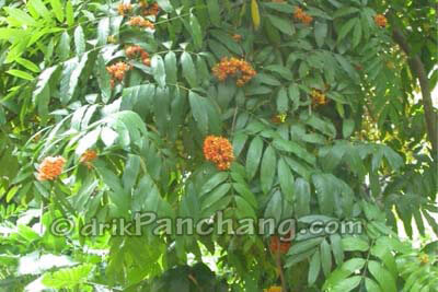 Ashoka Patra