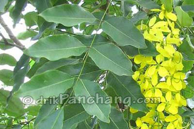 Amalatas Patra