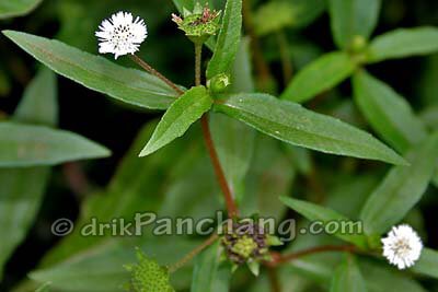 Bhringraj Patra