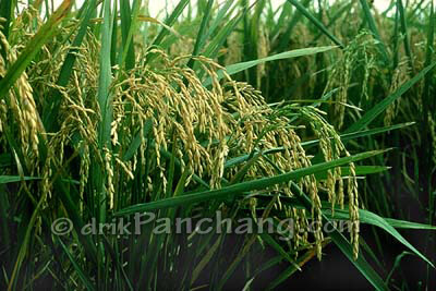 Dhan Patra