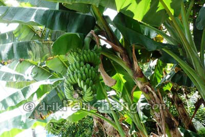 Kadali / Kela Patra