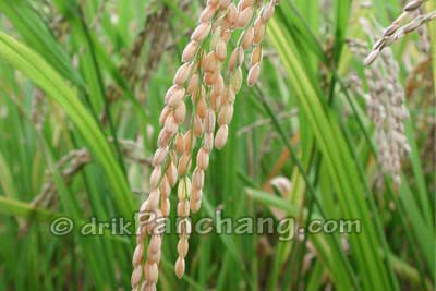 Chawal Plant