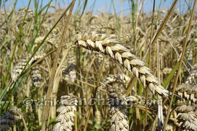 Gehun Plant