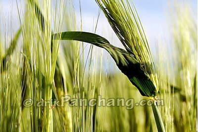 Jau Plant