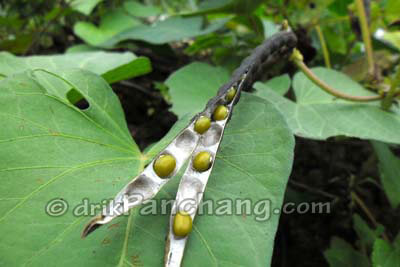 Moong Plant