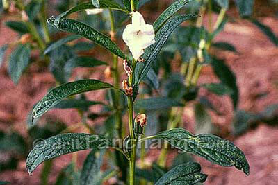 Til Plant
