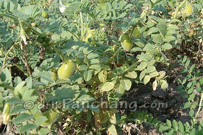 Chana Plant