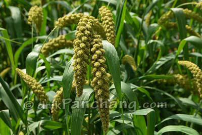 Kangani Plant