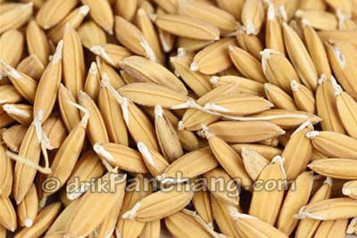 Dhan Seed