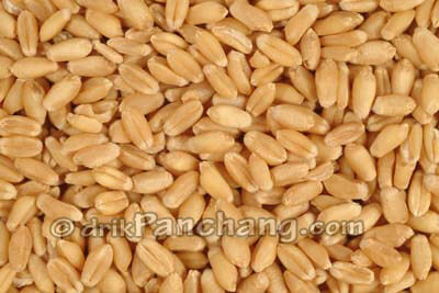 Gehun Seed