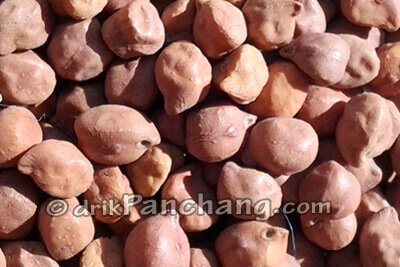 Chana Seed